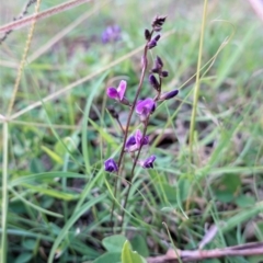 Glycine tabacina at Deakin, ACT - 13 Mar 2021