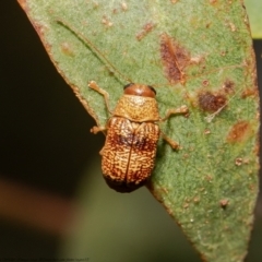 Aporocera (Aporocera) melanocephala (Leaf beetle) at Umbagong District Park - 12 Mar 2021 by Roger