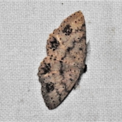 Casbia celidosema (A Geometer moth) at Tidbinbilla Nature Reserve - 12 Mar 2021 by JohnBundock