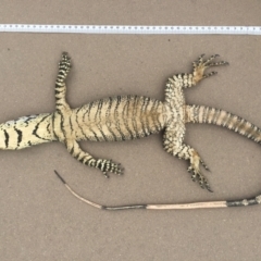 Varanus varius at Yass River, NSW - 14 Mar 2021