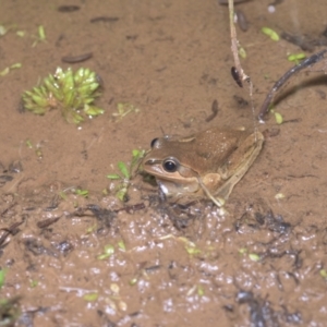 Litoria verreauxii verreauxii at Cotter River, ACT - 12 Mar 2021