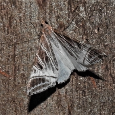 Phrataria replicataria (Pale Phrataria) at Tidbinbilla Nature Reserve - 12 Mar 2021 by JohnBundock