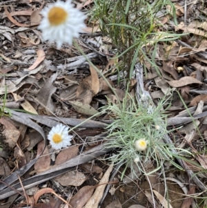 Leucochrysum albicans subsp. tricolor at Hughes, ACT - 14 Mar 2021 05:27 PM