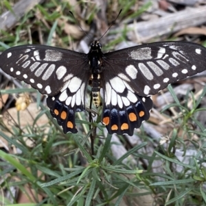 Papilio anactus at Hughes, ACT - 14 Mar 2021 05:06 PM