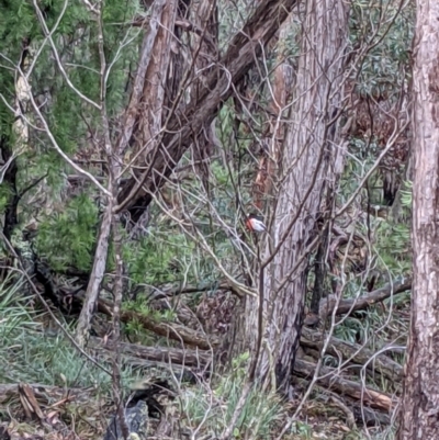 Petroica boodang (Scarlet Robin) at Currawang, NSW - 13 Mar 2021 by camcols