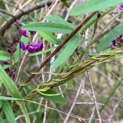 Glycine microphylla (Small-leaf Glycine) at Murrumbateman, NSW - 13 Mar 2021 by SimoneC