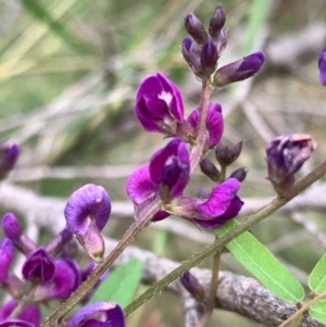 Glycine microphylla at Murrumbateman, NSW - 13 Mar 2021