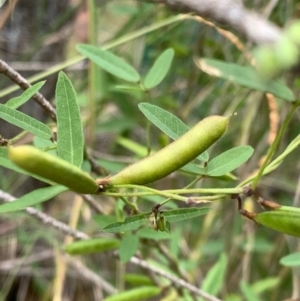 Glycine microphylla at Murrumbateman, NSW - 13 Mar 2021