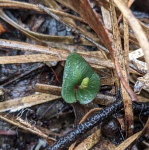 Acianthus sp. at Currawang, NSW - 14 Mar 2021