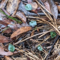 Acianthus sp. at Currawang, NSW - 14 Mar 2021