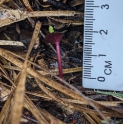 Acianthus sp. at Currawang, NSW - 14 Mar 2021