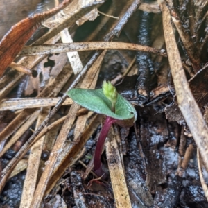 Acianthus sp. at Currawang, NSW - 14 Mar 2021