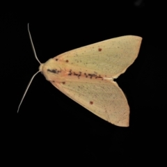 Plesanemma fucata (Lemon Gum Moth) at Tidbinbilla Nature Reserve - 12 Mar 2021 by JohnBundock