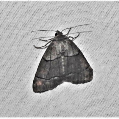 Stibaroma melanotoxa (Grey-caped Line-moth) at Paddys River, ACT - 12 Mar 2021 by JohnBundock