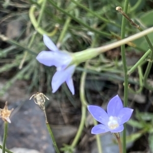 Wahlenbergia gracilis at Booth, ACT - 13 Mar 2021 01:05 PM