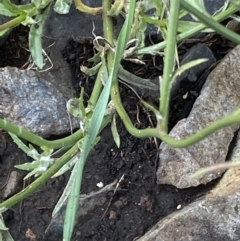 Wahlenbergia gracilis at Booth, ACT - 13 Mar 2021 01:05 PM