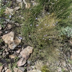 Wahlenbergia gracilis at Booth, ACT - 13 Mar 2021 01:05 PM