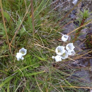 Gentianella muelleriana subsp. alpestris at Kosciuszko National Park, NSW - 5 Mar 2014