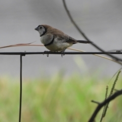 Stizoptera bichenovii (Double-barred Finch) at Murrumbateman, NSW - 12 Mar 2021 by SimoneC