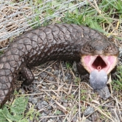 Tiliqua rugosa (Shingleback Lizard) at Throsby, ACT - 14 Mar 2021 by davobj