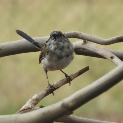 Malurus cyaneus (Superb Fairywren) at Murrumbateman, NSW - 12 Mar 2021 by SimoneC