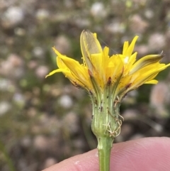 Hypochaeris radicata (Cat's Ear, Flatweed) at Booth, ACT - 13 Mar 2021 by RAllen