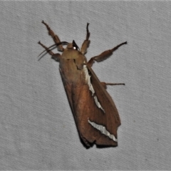 Abantiades latipennis (Brown Ghost Moth, Pindi Moth) at Paddys River, ACT - 12 Mar 2021 by JohnBundock