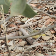 Acanthiza chrysorrhoa (Yellow-rumped Thornbill) at Murrumbateman, NSW - 12 Mar 2021 by SimoneC