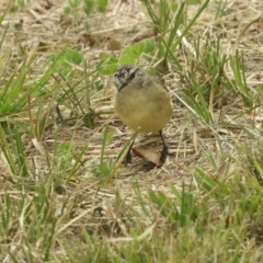 Acanthiza chrysorrhoa at Murrumbateman, NSW - 12 Mar 2021