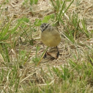 Acanthiza chrysorrhoa at Murrumbateman, NSW - 12 Mar 2021