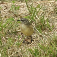 Acanthiza chrysorrhoa at Murrumbateman, NSW - 12 Mar 2021 11:59 AM