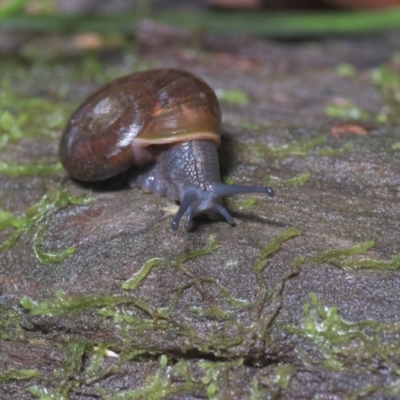 Austrorhytida capillacea (Common Southern Carnivorous Snail) at Lower Cotter Catchment - 14 Mar 2021 by danswell