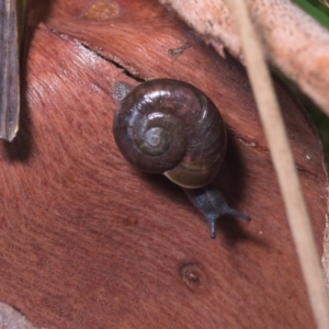 Austrorhytida capillacea at Cotter River, ACT - 14 Mar 2021