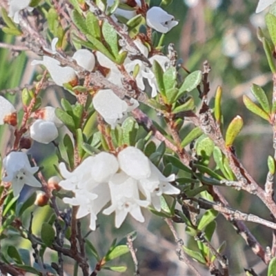 Cryptandra amara (Bitter Cryptandra) at Cook, ACT - 31 Aug 2020 by drakes