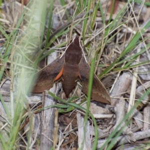 Hippotion scrofa at Weston, ACT - 14 Mar 2021 07:35 AM