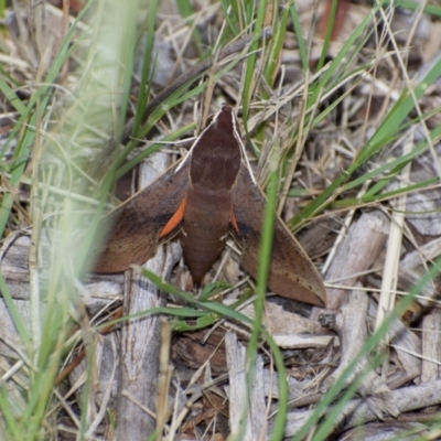 Hippotion scrofa (Coprosma Hawk Moth) at Fowles St. Woodland, Weston - 13 Mar 2021 by AliceH