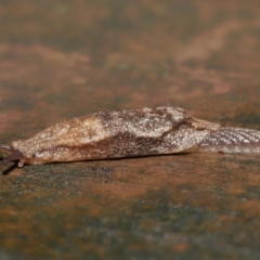 Cystopelta sp. (genus) (Unidentified Cystopelta Slug) at Acton, ACT - 14 Mar 2021 by TimL