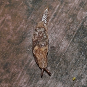 Cystopelta sp. (genus) at suppressed - suppressed