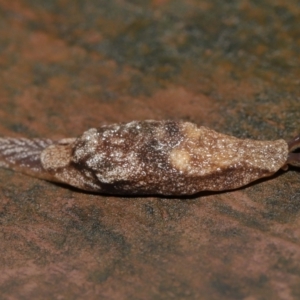 Cystopelta sp. (genus) at suppressed - suppressed