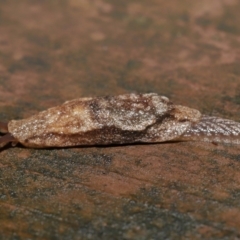 Cystopelta sp. (genus) at suppressed - 14 Mar 2021