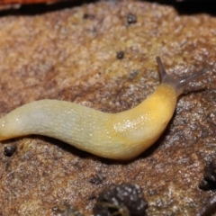 Arion intermedius (Hedgehog Slug) at Acton, ACT - 14 Mar 2021 by TimL