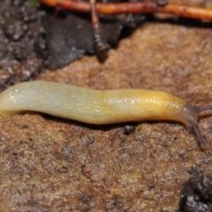 Arion intermedius at Acton, ACT - 14 Mar 2021 01:59 PM