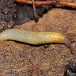 Arion intermedius at Acton, ACT - 14 Mar 2021 01:59 PM