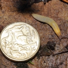 Arion intermedius at Acton, ACT - 14 Mar 2021 01:59 PM