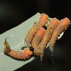 Lophyrotoma sp. (genus) at Downer, ACT - 14 Mar 2021