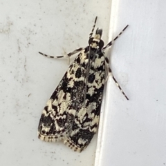 Scoparia exhibitalis (A Crambid moth) at Googong, NSW - 13 Mar 2021 by Wandiyali