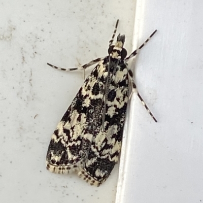 Scoparia exhibitalis (A Crambid moth) at Googong, NSW - 12 Mar 2021 by Wandiyali