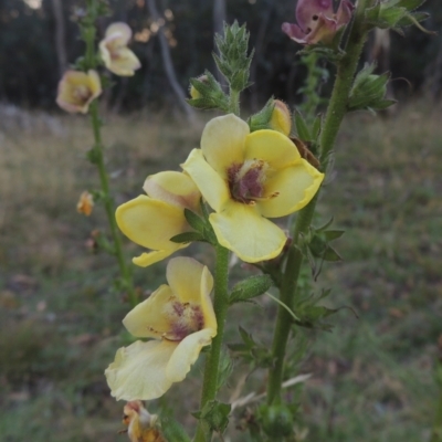 Verbascum virgatum (Green Mullein) at Brindabella, NSW - 1 Mar 2021 by MichaelBedingfield