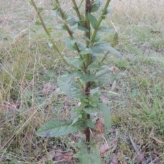 Verbascum virgatum at Brindabella, NSW - 1 Mar 2021