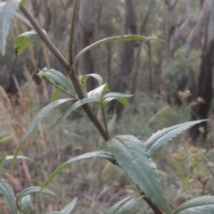 Senecio linearifolius at Brindabella, NSW - 1 Mar 2021